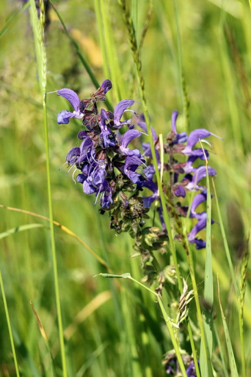 šalvia lúčna   / Salvia pratensis /