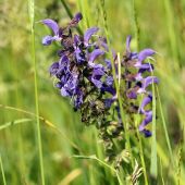 šalvia lúčna   / Salvia pratensis /