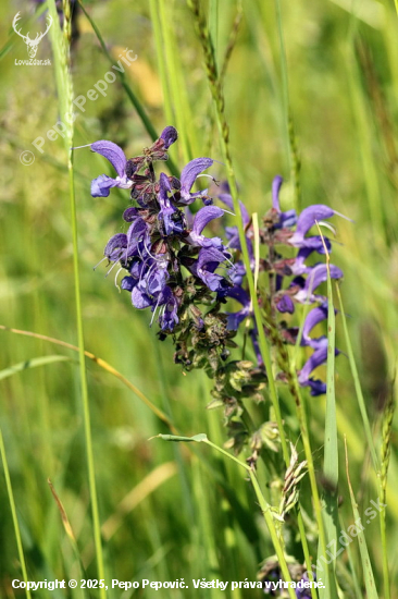 šalvia lúčna   / Salvia pratensis /