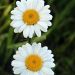 margaréta biela   / Leucanthemum vulgare/