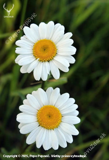 margaréta biela   / Leucanthemum vulgare/