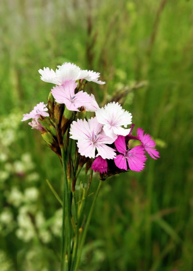 klinček kartuziánsky  / Dianthus carthusianorum L/