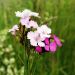 klinček kartuziánsky  / Dianthus carthusianorum L/