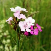 klinček kartuziánsky  / Dianthus carthusianorum L/