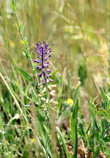 leopoldia chochlatá