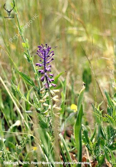leopoldia chochlatá