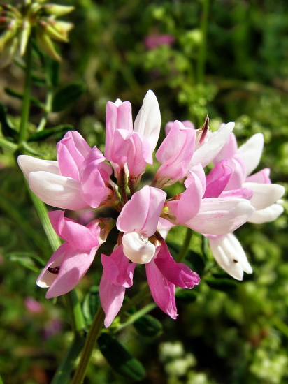 Ranostajovec pestrý