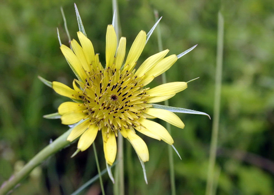 kozobrada kyjačikovitá