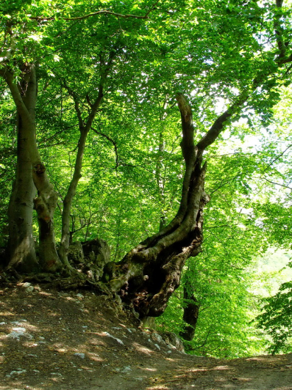 cestou okolo starého stromu