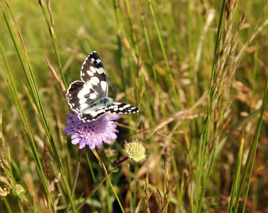 očkáň timotejkový