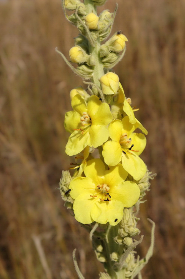 divozel veľkokvetý