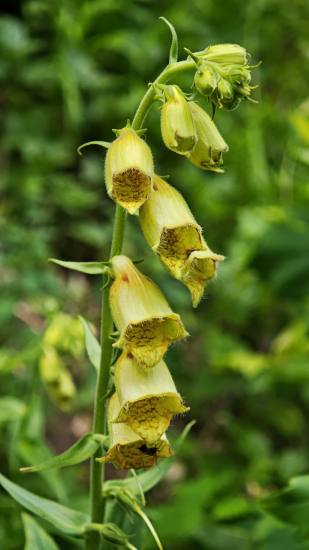 náprstnik veľkokvetý
