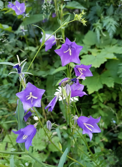 zvonček broskyňolistý