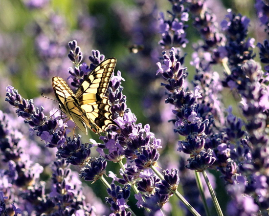 vidlochvost feniklový