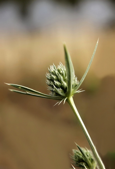 kotúč poľný--stepný bežec