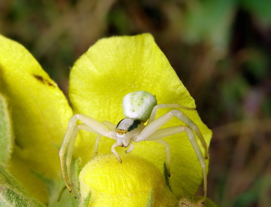 kvetárik dvojtvarý