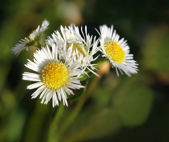 hviezdnik ročný   / turica ročná /