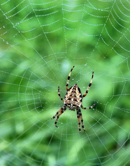 križiak obyčajný-Araneus diadematus