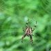 križiak obyčajný-Araneus diadematus