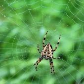 križiak obyčajný-Araneus diadematus
