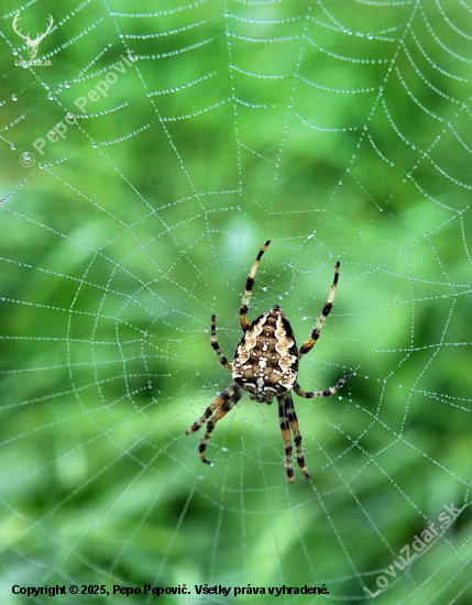 križiak obyčajný-Araneus diadematus