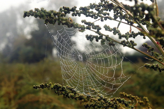 jesenné ráno,s pavučinou