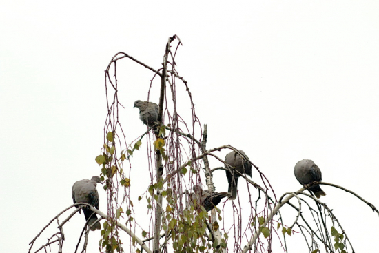 Hrdlička záhradná