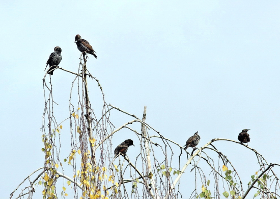 škorec  obyčajný  /Sturnus vulgaris /