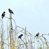 škorec  obyčajný  /Sturnus vulgaris /