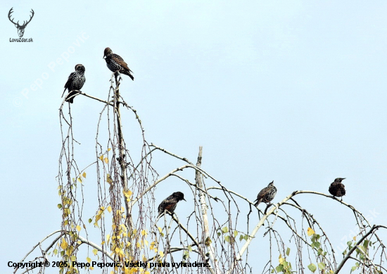 škorec  obyčajný  /Sturnus vulgaris /