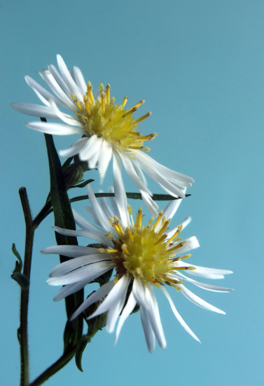 astra kopijovitolistá