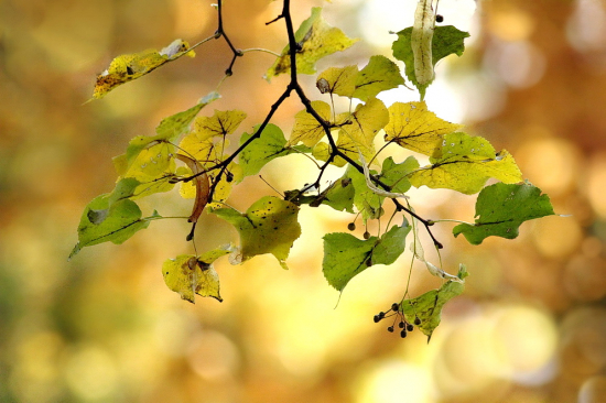 aj lipa sa už parádi