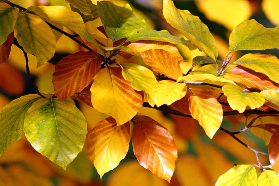 buk lesný- Fagus sylvatica