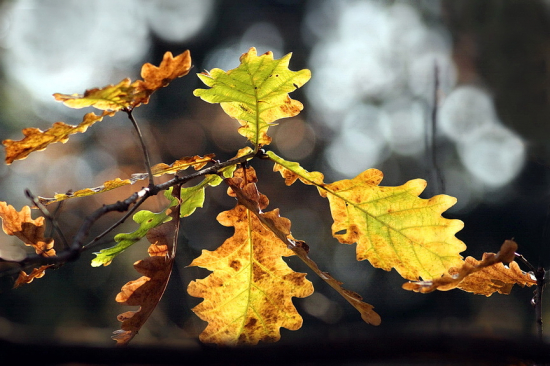 dub letný /Quercus robur /