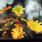 dub letný /Quercus robur /