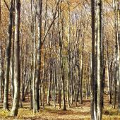 potulka jesenným lesom