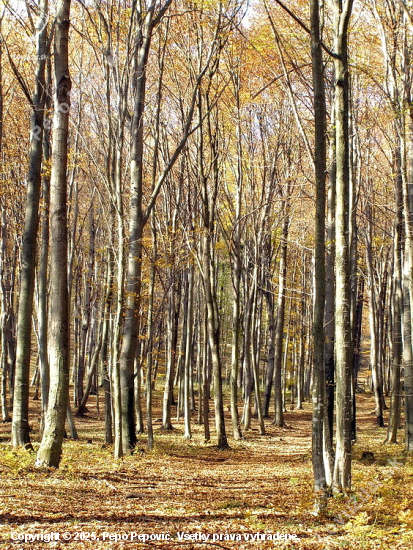 potulka jesenným lesom