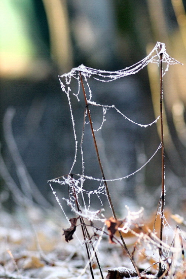 roztrhaná pavučina