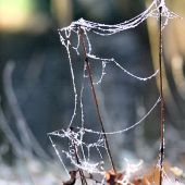 roztrhaná pavučina