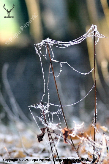 roztrhaná pavučina