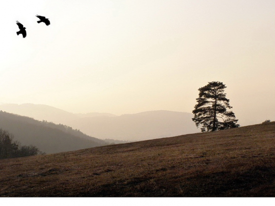 pri jednej borovici na lúke