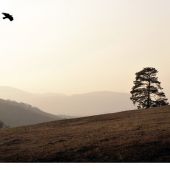 pri jednej borovici na lúke