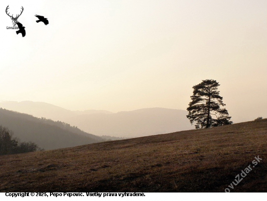 pri jednej borovici na lúke