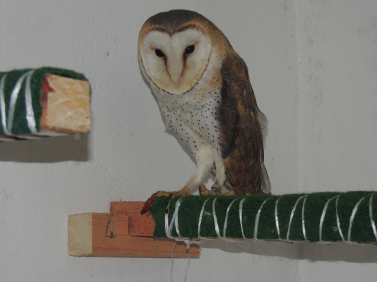 Plamienka driemavá - Ferdo