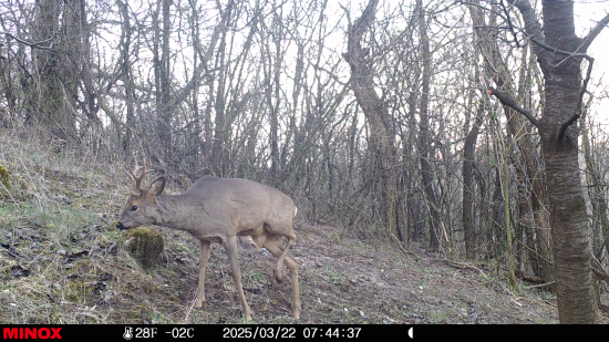 Skutočne starý srnec.