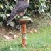 Falco peregrinus