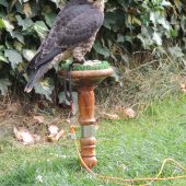 Falco peregrinus