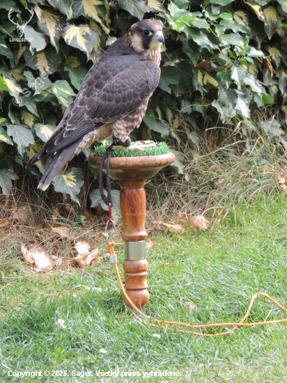 Falco peregrinus