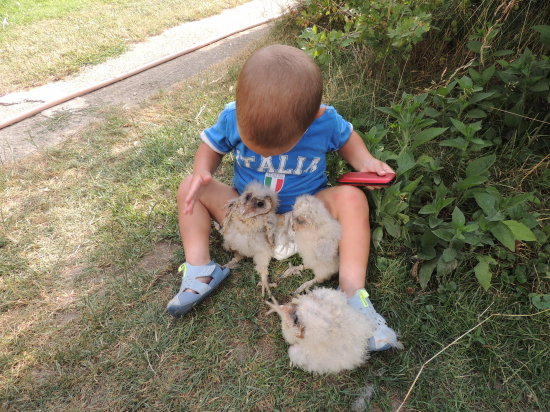 Začinajúci sokoliar