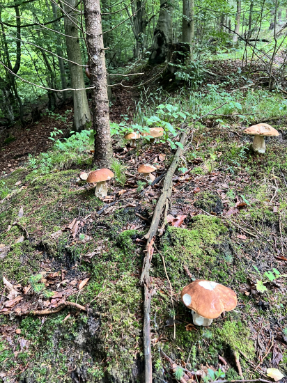 Už rastú aj u nás!